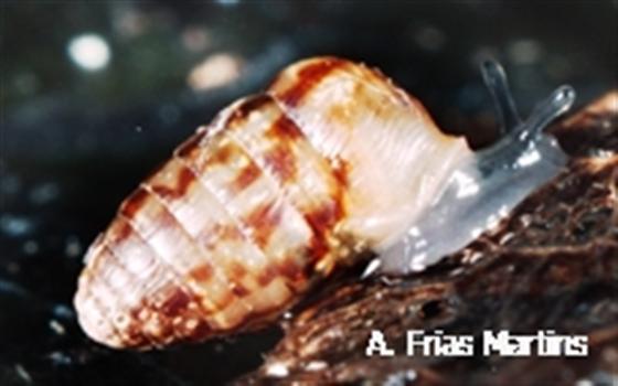 Leiostyla tesselata (Morelet, 1860)